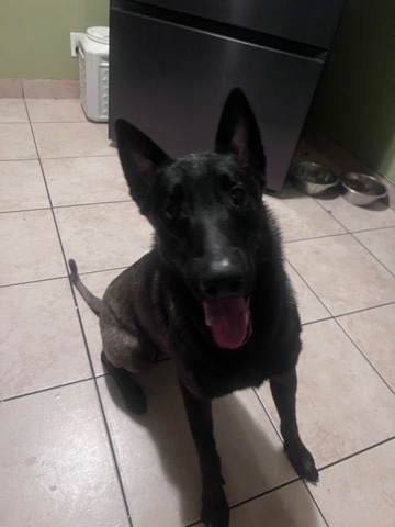Belgian Shepherd Dog (Malinois) – FREE Belgian Malinois