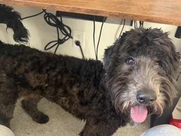 Goldendoodle – Goldendoodle Female for Sale – Reidsville