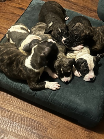 American Pit Bull Terrier – 5 weeks puppy
