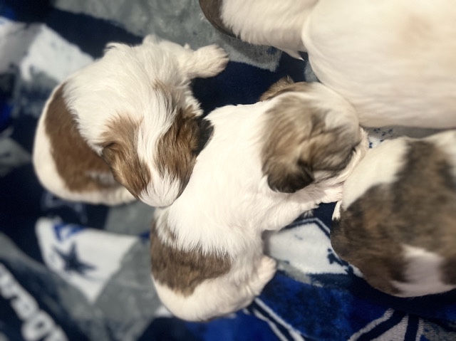 Shih Tzu – Shih Tzu puppies – Spring