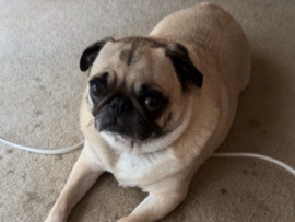Pug – Sweet pug for adoption! – Texarkana