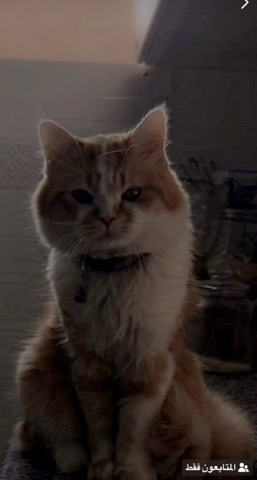 cats for adoption