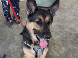German Shepherd – rehome – Clinton