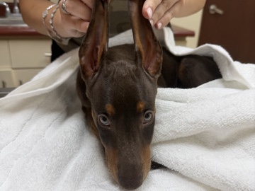 Doberman Pinscher – Doberman male puppy – New York