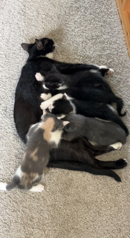 Free kittens