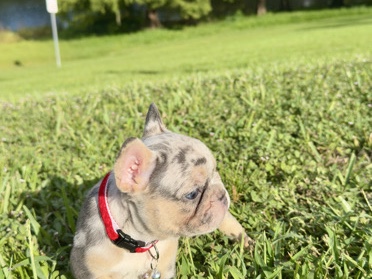 French Bulldog – French Bulldogs – Orlando