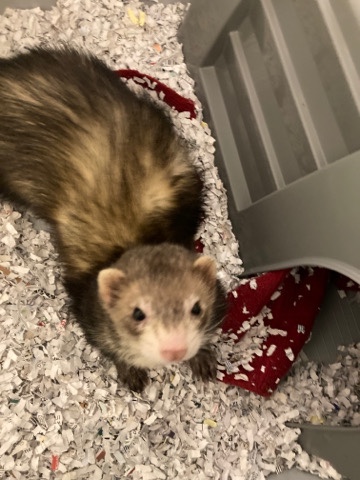 ferret – Ella the ferret