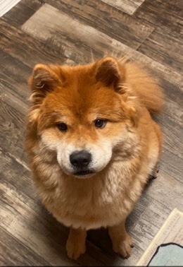 pure breed chow chow female 