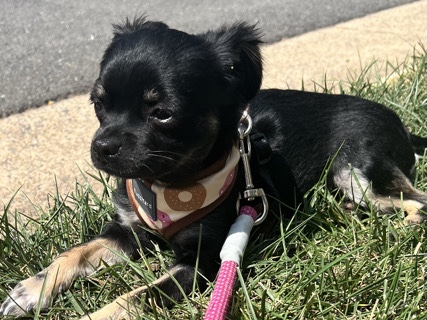 Chihuahua – Willow - Shi-Tsu, Chihuahua Mix – Charles Town
