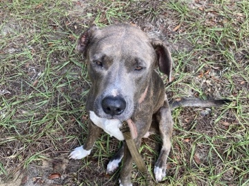 Dutch Shepherd Dog – Zeus (Dutch shepherd/Pitbull) – Lake Wales