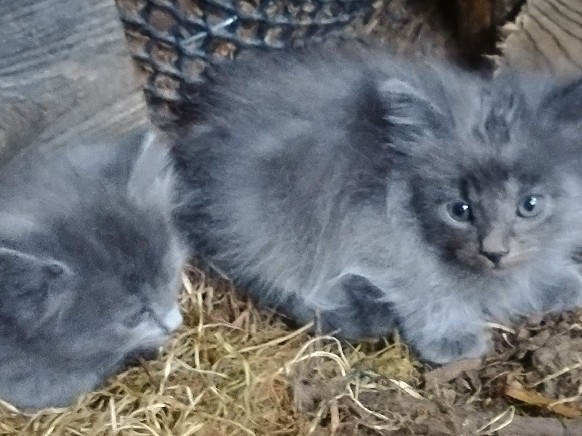 Maine Coon – maine **** hybrids – Grapeview