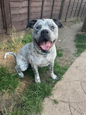 American Staffordshire Terrier – American Staff Cross XL Bully