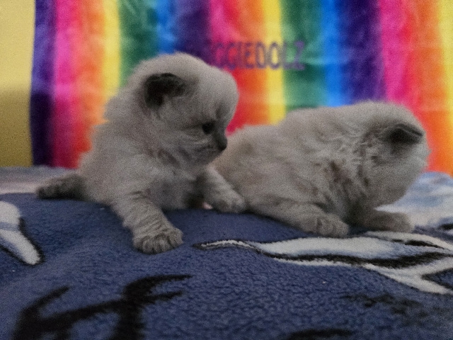 Ragdoll - Gccf registered ragdoll kittens available for adoption in London