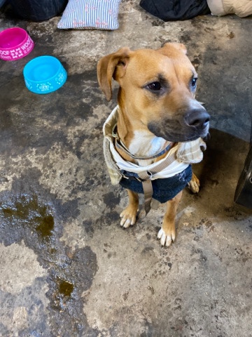 Boxer – My name is Boosie! I love people!