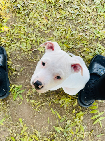 Pitbull pup