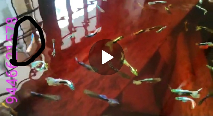 Guppies – Topaz blue