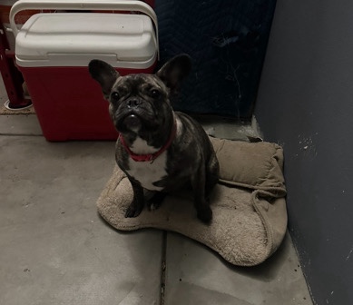 French Bulldog – Frenchie puppy