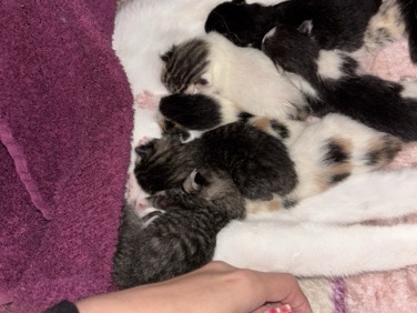KITTENS! – West Park