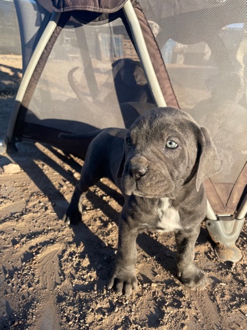 Cane Corso – Cane Corso Puppies
