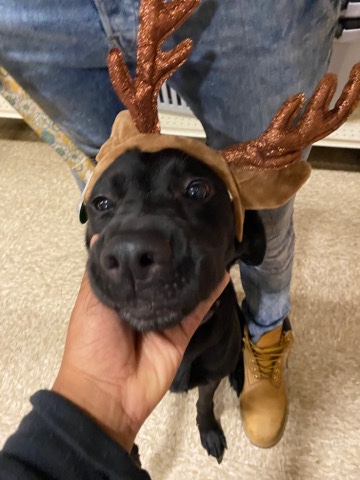 Labrador Retriever – Rehoming