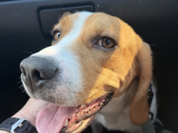 Beagle – Tri-Color – Norwalk