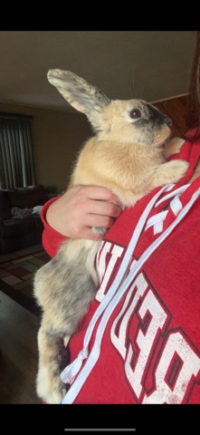 Holland Lop – 1.5yr old Minature Calico Holland Lop