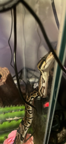 have to get rid of my female snake