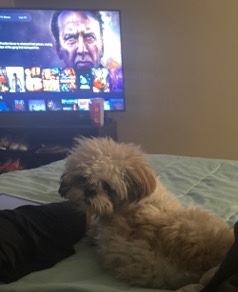 Shih Tzu – for sell