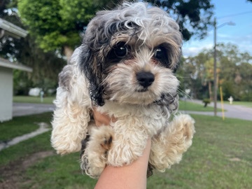 Cockapoo – cockapoo toy – Orlando