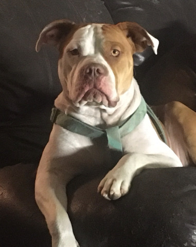 Female American Bully Registered