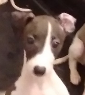 Italian greyhound puppies from champion lines