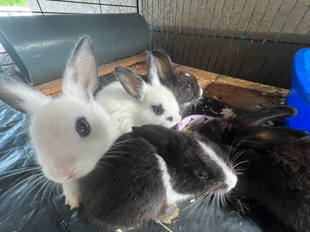 Baby bunnies