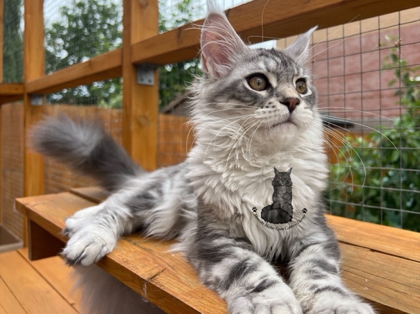 Maine Coon – pedigree TICA female girl Maine **** kitten blue silver tabby – Poole