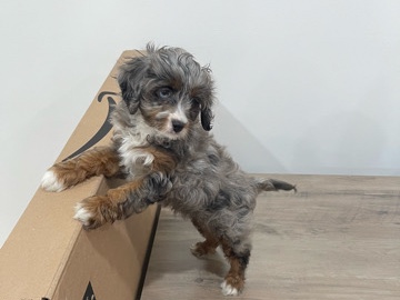 Cavapoo – Orie – New York