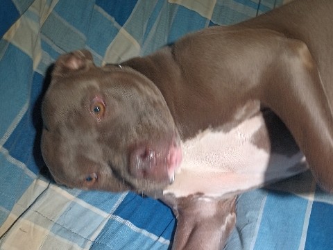 American Pit Bull Terrier – rehome female bully pit nix – Fresno