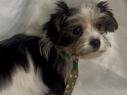 Yorkshire Terrier – Party Yorkie Male – Marion