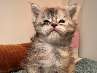 Maine Coon – Maine Coon kittens – Havertown