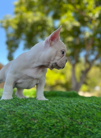 French Bulldog – cream boy