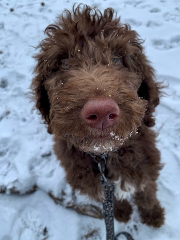 Golden Doodle