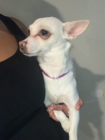 Chihuahua – Chihuahua