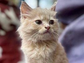 Persian (Modern) - persian kitten for sale  available for adoption in Chennai