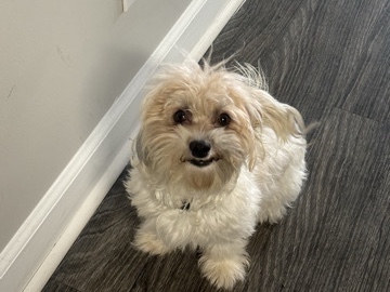 Maltese – the cutest momma and baby