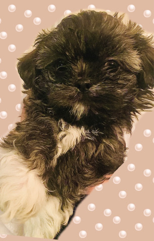 Beautiful Shih Tzu
