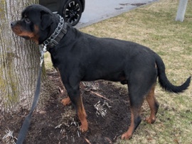 Rottweiler - Purebred German Rottweiler available for adoption in Brampton