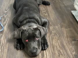 Cane Corso – cane corso