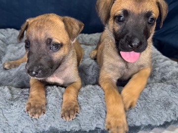 Belgian Shepherd Dog (Malinois) – Three Pure-Breed Belgium Malinois – Miami