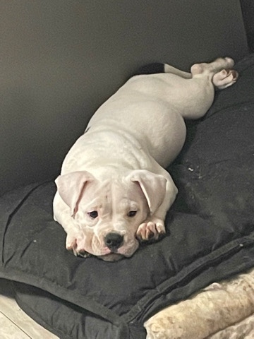 American Pit Bull Terrier – short bully female
