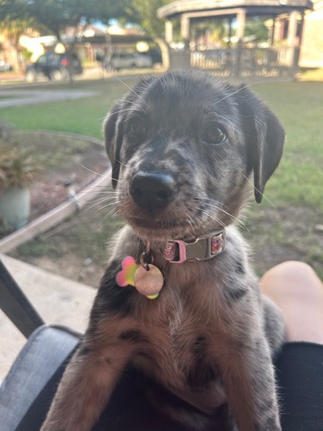 Australian Shepherd – rehoming my Austrailian Sheperd puppy