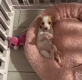 Maltese – Stella