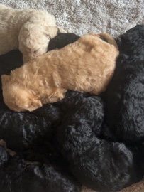 Poodle - standard poodle available for adoption in Perth